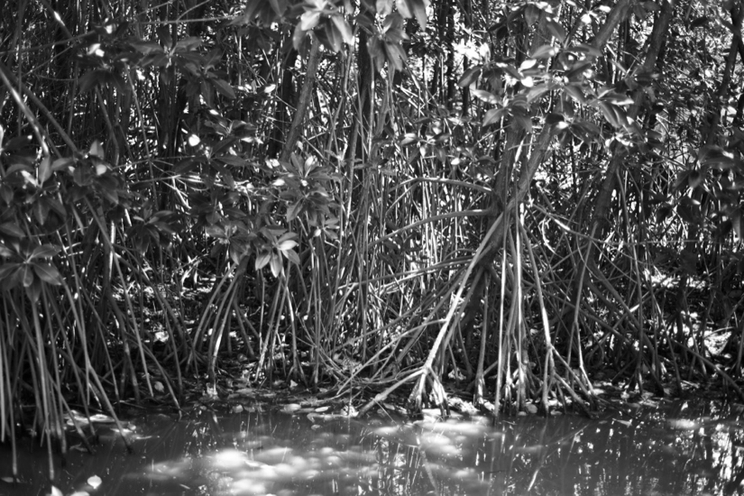 Banlaem mangrove