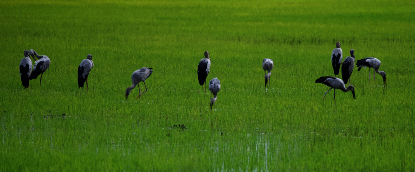 rice field