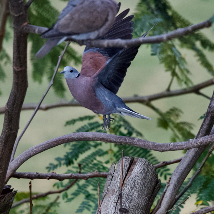 red collared dove