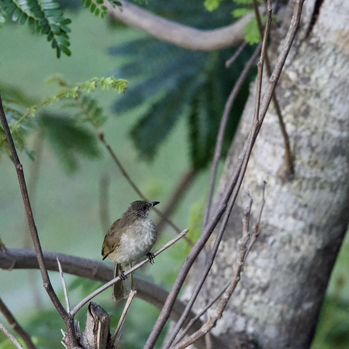 DSLR image