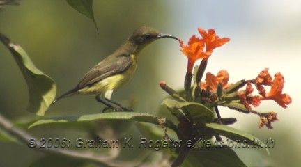 Flower pecker