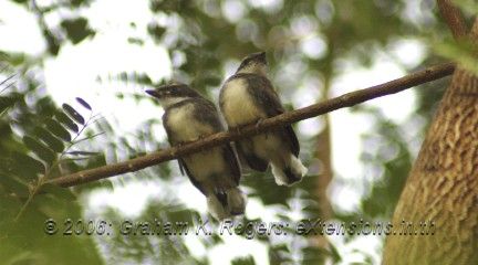 Fantail young