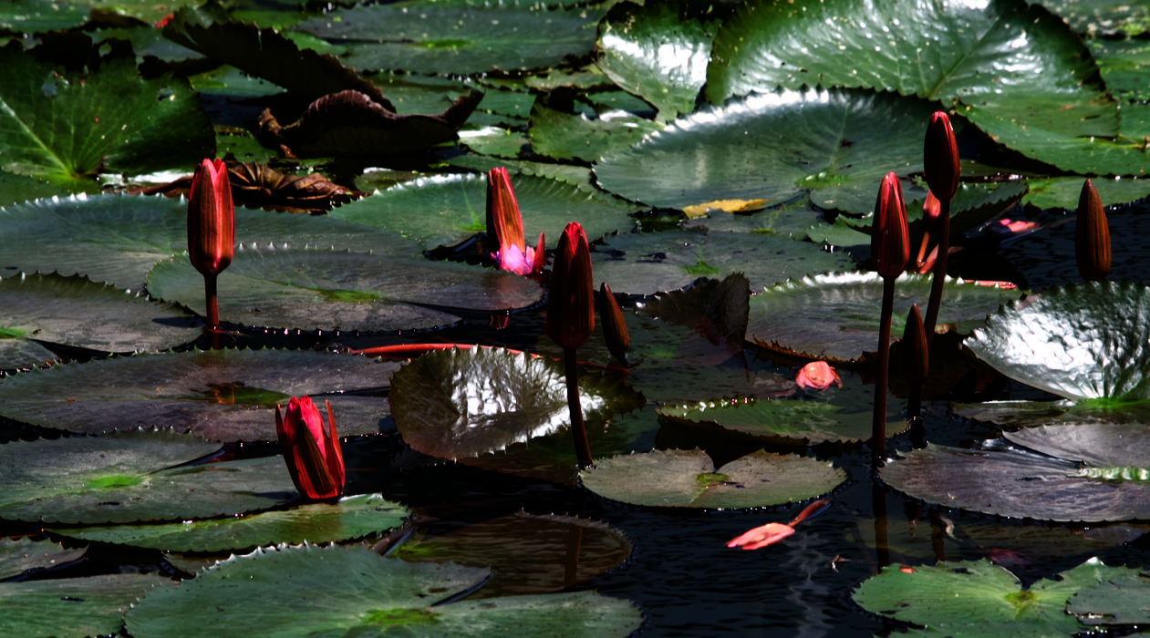 lotus