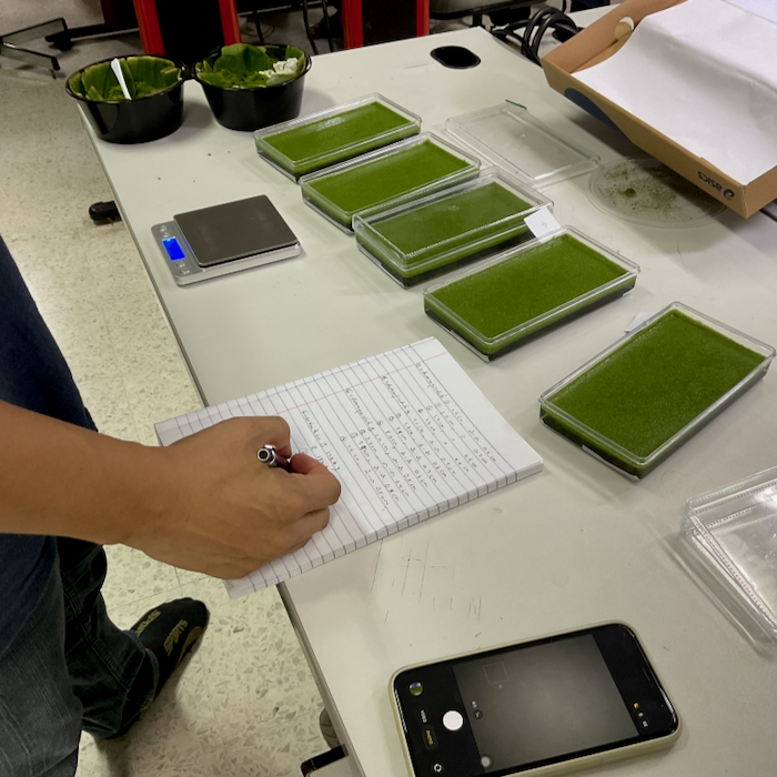 Wolffia weight project students