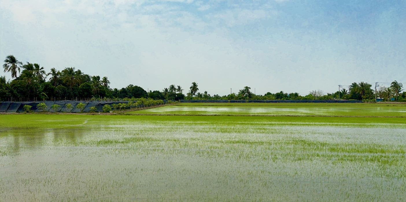 agriculture in Salaya area